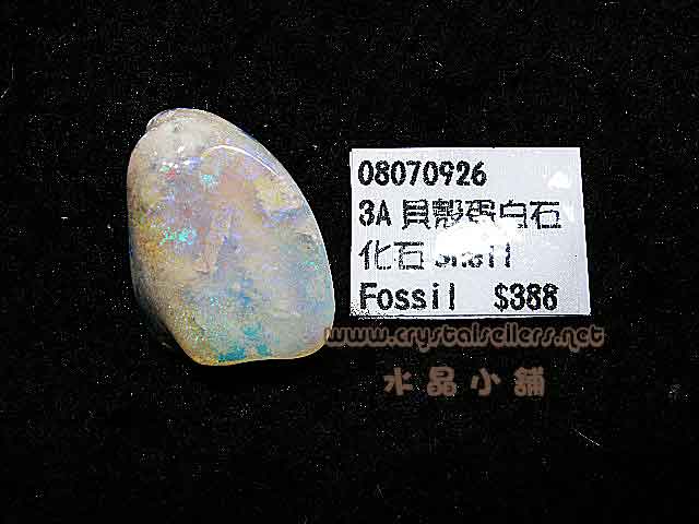 [SOLD]3A Opalized Shell Fossil
